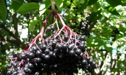 Bazga - (Sambucus)