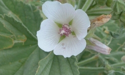 Bijeli sljez - (Althaea officinalis)
