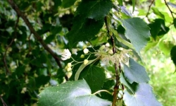 Lipa - (Tilia)